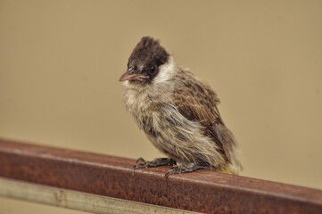 sparrow on a fence