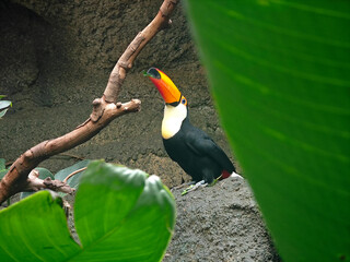 a toucan have the food on the rock in the zoo