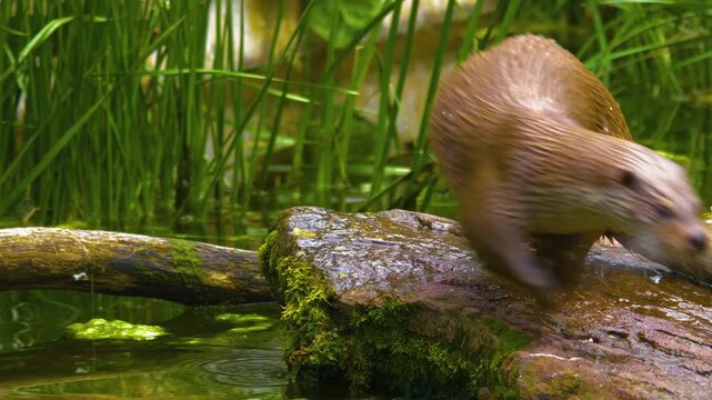 Close up of a river otter laying on rocks and chewing on food on a sunny summer day