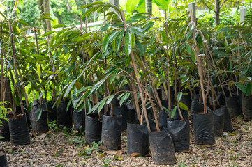 Young Durian tree arranging in agriculture farm. Durian is a large, spiky tropical fruit indigenous to Southeast Asia.