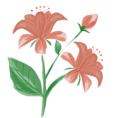 Delicate Coral Flowers Watercolor Illustration
