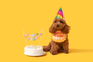Cute Toy Poodle dog in party hat with birthday cake on yellow background