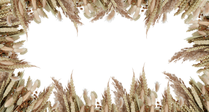 Flower frame Grass inflorescences, dried barley ears cut out isolated transparent background