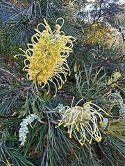 flowers on a Grevillea leucopteris plant. White Plume Grevillea