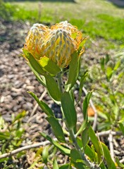 The young flowers of a Red pincushion-protea plant. Leucospermum cordifolium