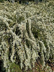 White flowers of an Australian wild may plant. Leptospermum polygalifolium