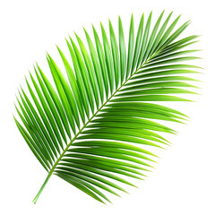 Obraz premium A vibrant green palm leaf isolated on a stark black background