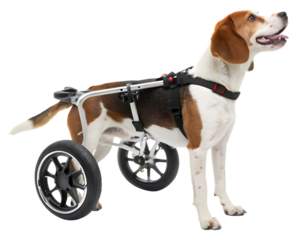 Happy dog in wheelchair looking up with supportive equipment