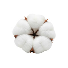 Fluffy White Cotton Flower Blossom Isolated on Black Soft Natural Fiber Eco Textile on transparent background