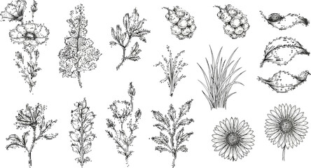 Botanical line art vector illustration with flowers leaves and berries set