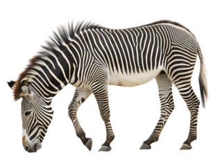 Beautiful Grevys Zebra grazing gracefully with unique stripes and pattern