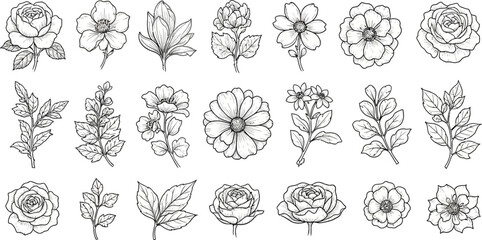 Floral botanical line art vector illustration flower drawing collection
