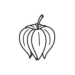 Detailed Physalis Plant Illustration with Delicate Veins and Stem in Black Outline