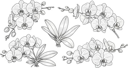 Beautiful orchid flower line art vector illustration for coloring and design