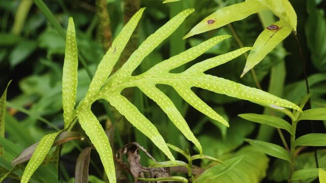 close up footage of a vibrant green fern, likely a Laua'e or Wart Fern Microsorum scolopendria, showcasing its intricate fronds and textured surface within a lush Hawaiian botanical garden. This foota