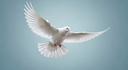 Fototapeta premium A graceful white dove flying with its wings fully spread against a serene, pale blue sky. A symbol of peace, freedom, and the holy spirit.