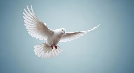 Obraz premium A beautiful white pigeon in full flight against a soft, solid background. An image of hope, purity, and grace.