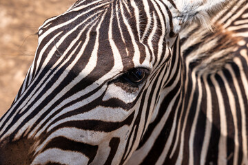 Close-up of zebra eye with detailed black and white stripes in sunlight