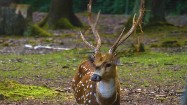 Close up view of a axis deer buck resting on a sunny spring day  in the woods