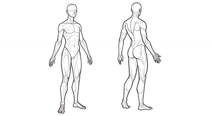 Human figure outline drawing