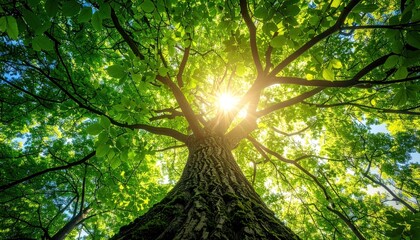 Verdant tree stretches towards a sky brightened by sunbeams. Green canopy and rough bark texture are visible from a low angle perspective