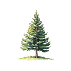 fir tree hand drawn illustration