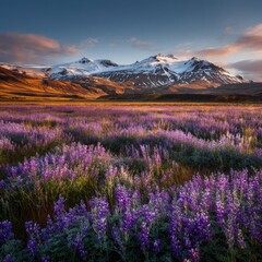 Fototapeta premium Lush purple wildflowers blanket a valley at dawn, with snow-capped mountains in the distance. Sunrise paints the scene in warm hues
