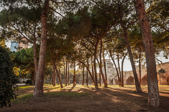 Late afternoon light filters through pines and palms in Valencia Jardin del Turia (Turia garden), revealing long shadows near a historic bridge in the former riverbed park forming the city greenway.