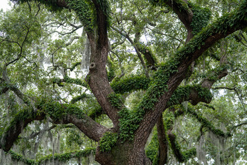 Majestic oak tree adorned with lush greenery in Savannah Georgia