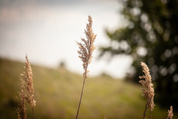 Selective blur on a bunch of common reed, also called phragmites, in a wetland of serbia, in Serbia. Phragmites are an invasive species of perennial reed.