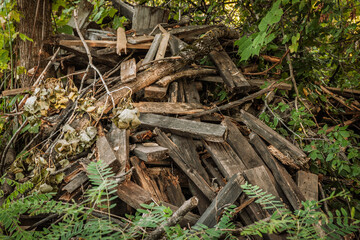 Pile of weathered planks, branches scrap timber stacked in a forest undergrowth showing rough textures and natural decay, suggesting reuse, firewood or logging remnants in a rural setting.
