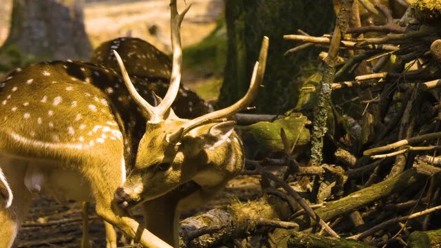 Close up of an axis deer buck standing in the forest on a sunny autumn day and looking around