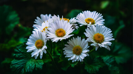 Fototapeta premium Fresh daisies in a simple bouquet, bathed in natural daylight with a soft green backdrop.