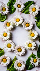 Obraz premium Fresh daisy flowers in circular arrangement, highlighting white petals and yellow centers with natural light. 