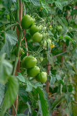 Unripe green tomatoes growing in tight clusters on a healthy plant, supported by wooden stakes, surrounded by fresh leaves in a natural garden farm.