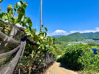 ぶどう畑から望む山4