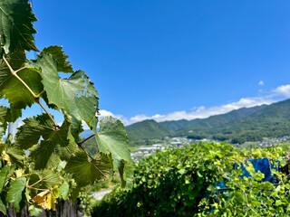 ぶどう畑から望む山