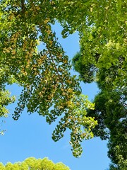 まだ薄い色の銀杏の実