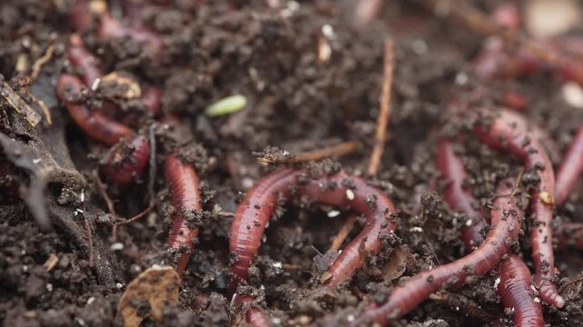 Worm farm. Red Worm Composting. Vermicompost or vermicompost is the product of the decomposition process using various species of worms, usually red wigglers, white worms, and other earthworms.