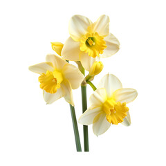 Three vibrant daffodils with yellow trumpets on transparent background