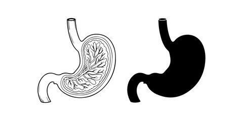 Human Stomach Vector Illustration (Outline and Silhouette)