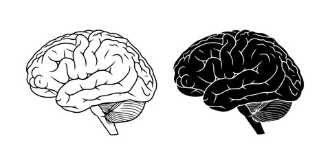 Human Brain Vector Illustration (Outline and Silhouette)