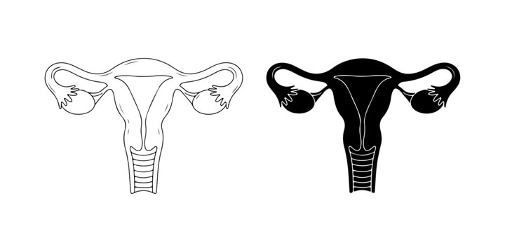 Human Uterus Vector Illustration (Outline and Silhouette)