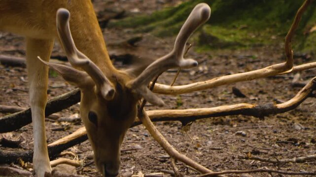 Close up of an axis deer buck standing in the forest on a sunny autmn day and looking around
