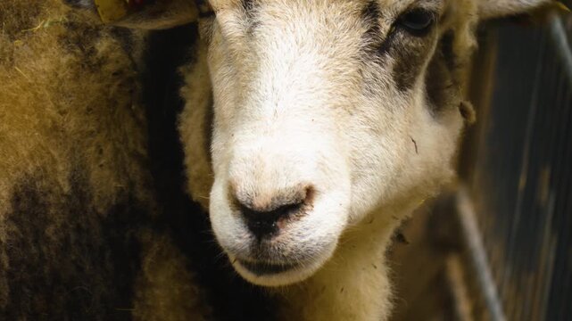 Close up of a Jacob sheep head with a funny hair cut looking around on a sunny autumn day
