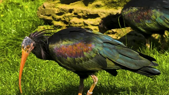 Close up of a bald northern ibis bird searching for food on a meadow on a sunny day