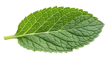 Obraz premium Single detailed green mint leaf with textured surface cut out on PNG. AI GENERATED.