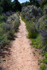 Dirt hiking trail through scrub brush plants in Red Canyon, Dixie National Forest, Utah

