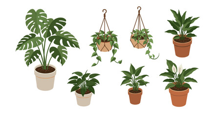 Indoor plant collection: potted and hanging decor