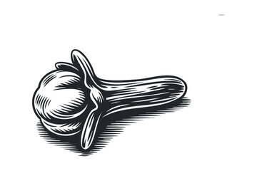 Single Clove Spice with Shadow Effect. Vector hand drawn illustration